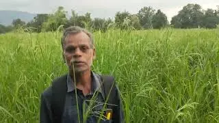 Little Millet seed village 