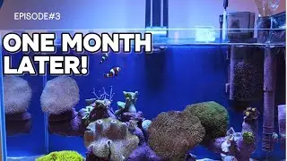 Reef tank 60. One month later. Episode #3