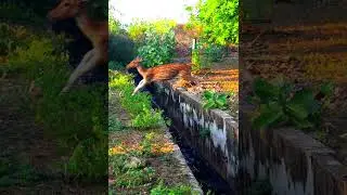 Deer Jump #animals #wildlife #deer #shorts