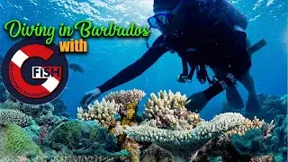 Scuba Diving in Carlisle Bay with G Fish Watersports