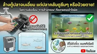 ความลับการล้างกรอง ทำไมยิ่งล้างสะอาด... ปลายิ่งป่วย?