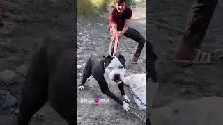 ODD😈Dangerous 👀Pitbull       by#cho pk vlog#doglover#pitbull