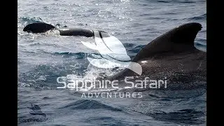 Firmm Whale watching Tarifa