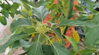 Les avocatiers de Pierre