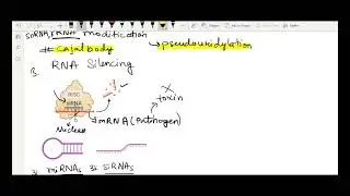 Transcription lecture 1 | Types of RNA | miRNA, siRNAs, snRNA, snoRNA, piRNA, VaultRNA functions#RNA