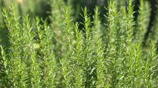 Rosemary Plant Benefits, Uses #videos #rosemary #rosemarybenefits #plantlovers @Plants-World