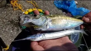NZ Basic Fishing | Wharf | Sabiki Fishing for Baitfish