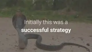 What is the cobra effect