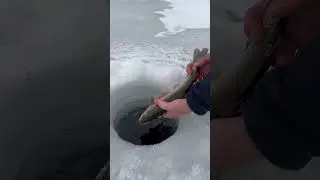 Great weekend ice fishing Alberta rainbow trout. Beautiful fish