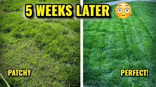 5 Weeks Into My Fall Lawn Renovation: Mowing, Feeding & Keeping It Looking Sharp