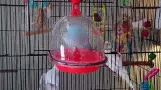 bath time with female budgies