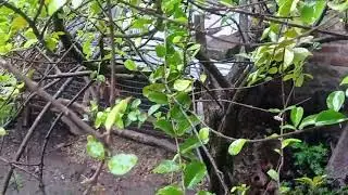 Llueve-En-Esmeraldas-Rodrigo Mart&iacute;nez Video Online 