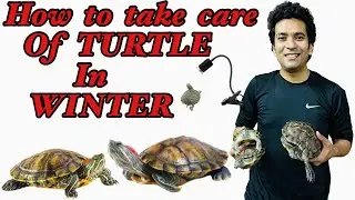 How to take care of Turtles in Winter | Turtle Care in Winter | Turtle Winter Care Tips