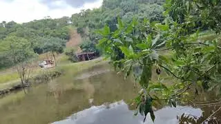 Joguei ra&ccedil;&atilde;o para as til&aacute;pias #farming #fazenda #peixe #tilapia 