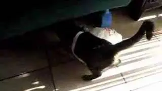 Cat Stuck In Bag