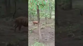 Tiger in mavala forest Adilabad . Telangana