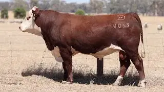 Lot 74 DAYV053 Days Whiteface 2026
