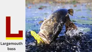 ABC phonics animals | ABC Sea Animals song | English and Animals for Kids | Alphabets Kids