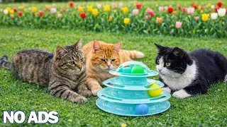 12 Hours Of Calming Music for Cats 🐈 Healing Music for Relaxation, Anxiety Relief 🌈 Deep Sleep