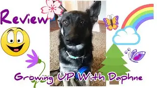 Portable Dog Bowls Amazon #amazon #review #doglover