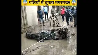 गलियों में घूमता मगरमच्छ 😱 #shorts (Batao ye Video Kaha Ki Hai ? 🤔)