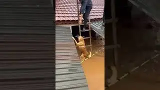 Heroic Dog Rescues Bird Amidst Flooding #AnimalHeroes #FloodRescue #IncrediblePets