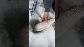 Windy🌬️ #fishing #trout #fishingtour #fish #icefishing #wind #winter #release #cold #colorado #life