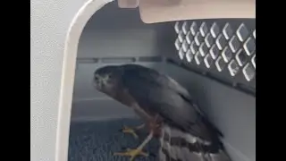Why Wild Raptors Are Not Pets: A Cooper&rsquo;s Hawk&rsquo;s Story
