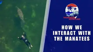 How We Interact With The Manatees | Waterfront Adventures