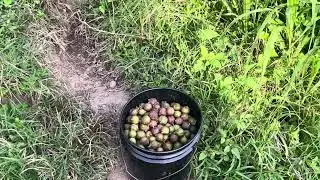 Ovejas cacao, Macadamia, qué más se puede pedir. 