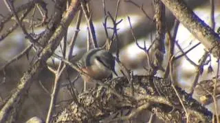 Unknown bird. Help identify it please - Незнакомая птица, помогите определить, пожалуйста