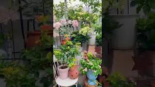 Outdoor Oasis On a Budget 🌴🌺 #gardening #nature #plants #photography #asmr #glamdecor