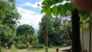 @fui no sitio colher alguns lim&atilde;os e ver umas plantas.