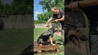 Немецкая овчарка. German shepherd dog. #dog #dogs #shepherd #shepherddog #shepherdlove #gsdkennal