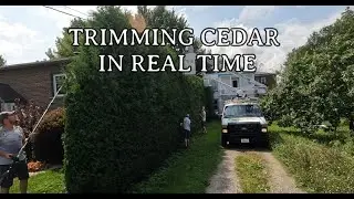 Real-Time Cedar Hedge Trimming: Discover the Expert's Approach