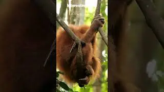 🦧🧬 Close Cousins: Orangutans and Human DNA!  #animalfacts