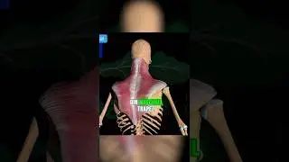 Acesti muschi ii lucrati la sala pentru spate #medicina #muschi #trapez #anatomie #spate