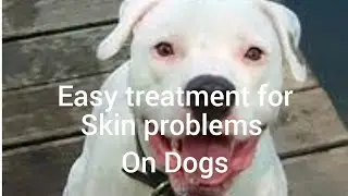 Easy treatment for Dogs skin problems!