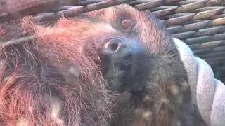 ナマケモノの目力👀　Cute sloth face 【Cute animal videos】