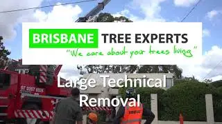 BTE Technical Tree Removal Chelmer