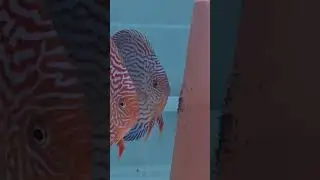 #Discus pair with fry - day 2