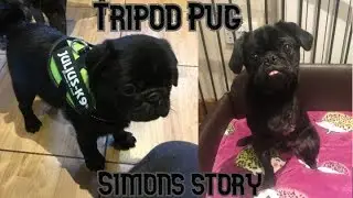 How Simon became a 3 legged pug. Tripod dog.