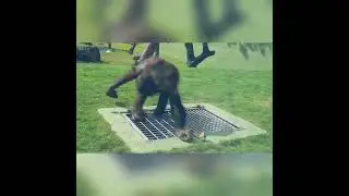 Funny orangutans in zoo