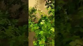 Serene Home Garden Vibes: 'Hasbi Rabbi' Video Amidst Nature's Beauty 🌿🕊️