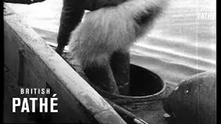 In Peary's Footsteps - No 6 (1933)