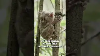 Mind-Blowing Facts About Tarsiers You Never Knew! #shorts