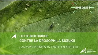 Lutte biologique contre la drosophila suzukii : Ganaspis prend son envol en Ardèche - Episode 3