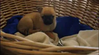 Pearl - Our 9 week old chug puppy