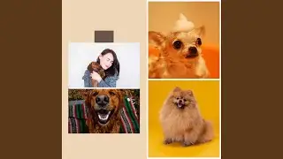 Subtle Backdrops for Puppy Love