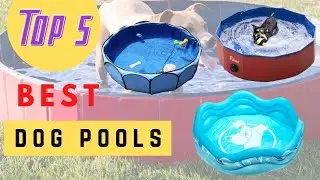 Which Is The Best Dog Pools To Buy